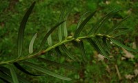 flores femininas do teixo – Taxus baccata