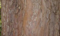 ritidoma esfoliado do teixo – Taxus baccata