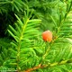 arilo maduro, teixo – Taxus baccata