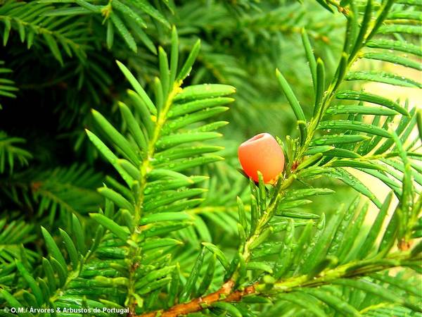 arilo maduro, teixo – Taxus baccata