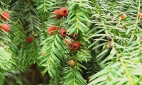 aspecto parcial arilos, frutos maduros (vermelhos), do teixo – Taxus baccata