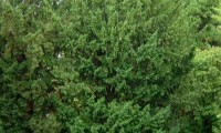 hábito do teixo – Taxus baccata