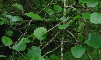 folha juvenis do amieiro - Alnus glutinosa