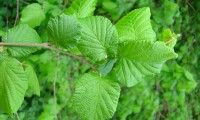 páginas superiores da aveleira – Corylus avellana