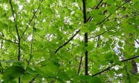 folhagem primaveril da aveleira – Corylus avellana