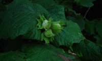 frutos imaturos da aveleira – Corylus avellana