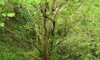 numerosos caules da aveleira – Corylus avellana