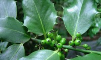 frutos imaturos do azevinho – Ilex aquifolium
