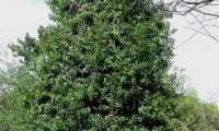 hábito colunar do azevinho – Ilex aquifolium