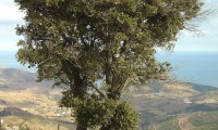 hábito da azinheira, azinho - Quercus rotundifolia