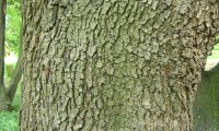 ritidoma adulto de azinheira - Quercus rotundifolia