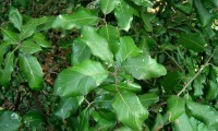 páginas superiores de azinheira - Quercus rotundifolia