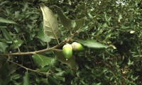 páginas superiores, inferiores e bolotas de azinheira - Quercus rotundifolia