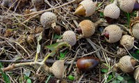 glandes nas suas cúpulas hemisféricas, azinheira - Quercus rotundifolia