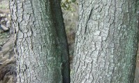 ritidoma de azinheira jovem - Quercus rotundifolia