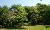 aspecto da floração do castanheiro - Castanea sativa