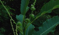 flores femininas do castanheiro - Castanea sativa