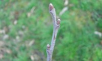 gomos do castanheiro - Castanea sativa