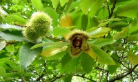 ouriço aberto do castanheiro - Castanea sativa