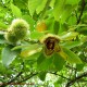 ouriço aberto do castanheiro - Castanea sativa