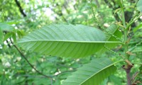 página inferior do castanheiro - Castanea sativa