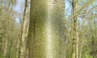 ritidoma jovem do castanheiro - Castanea sativa