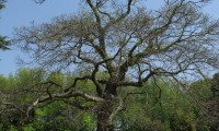 hábito decíduo do castanheiro - Castanea sativa