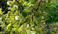 amentilhos do carrasco – Quercus coccifera