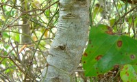 ritidoma jovem do carrasco – Quercus coccifera