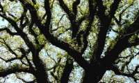 pernadas do cerquinho, carvalho-português - Quercus faginea subsp. broteroi