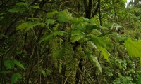 amentilhos do cerquinho, carvalho-português - Quercus faginea subsp. broteroi