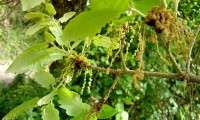 amentilhos (flores masculinas) do cerquinho, carvalho-português - Quercus faginea subsp. broteroi