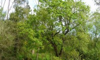 hábito do cerquinho, carvalho-português - Quercus faginea subsp. broteroi
