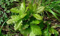 páginas superiores do cerquinho, carvalho-português - Quercus faginea subsp. broteroi