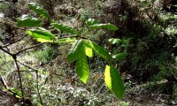 folhas primaveris do cerquinho, carvalho-português - Quercus faginea subsp. broteroi