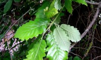 páginas superiores e inferiores do cerquinho, carvalho-português - Quercus faginea subsp. broteroi