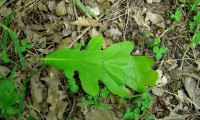 página superior, carvalho-negral - Quercus pyrenaica