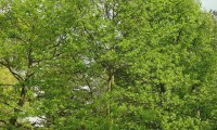 hábito de jovem carvalho-negral - Quercus pyrenaica