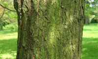 ritidoma de carvalho-negral - Quercus pyrenaica