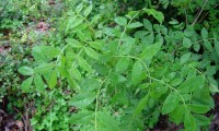 folhas do freixo compostas por folíolos – Fraxinus angustifolia