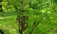 sâmaras maduras (frutos) do freixo – Fraxinus angustifolia