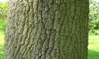 ritidoma do freixo – Fraxinus angustifolia