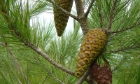 pinhas imaturas de dois anos do pinheiro-de-alepo – Pinus halepensis