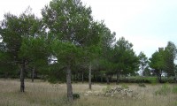 jovens pinheiros-de-alepo – Pinus halepensis