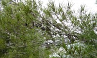 ramo com pinhas, pinheiro-de-alepo – Pinus halepensis