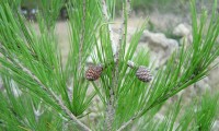 inflorescências femininas do pinheiro-de-alepo – Pinus halepensis