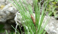 gomo de pinheiro-de-alepo – Pinus halepensis