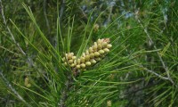 inflorescência masculinas de pinheiro-de-alepo – Pinus halepensis