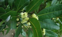 flores femininas do loureiro – Laurus nobilis