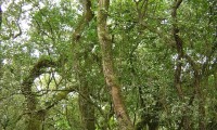 aspecto do tronco de um medronheiro no seu meio natural - Arbutus unedo